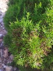 Genista hispanica