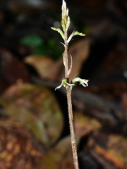 Cyclopogon olivaceus