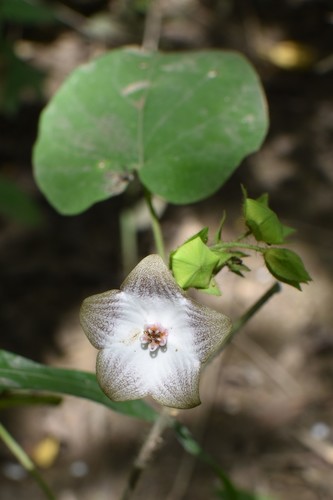 Polystemma guatemalense
