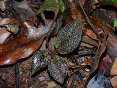 Cyclopogon olivaceus