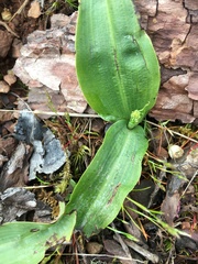 Platanthera elongata
