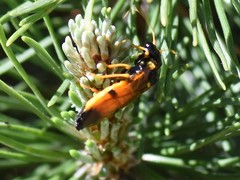 Acantholyda hieroglyphica