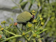 Hologymnetis cinerea