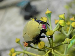 Hologymnetis cinerea