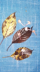 Guettarda crispiflora