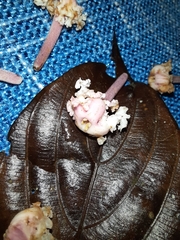 Guettarda crispiflora