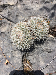 Mammillaria parkinsonii