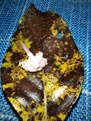 Guettarda crispiflora