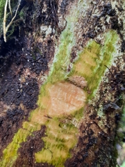 Guettarda crispiflora