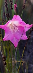 Gladiolus meridionalis