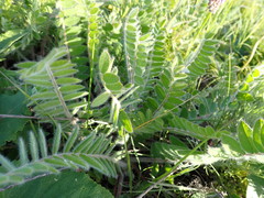 Astragalus dasyanthus