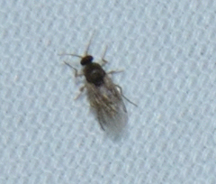 Forcipomyiinae