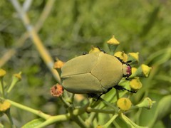 Hologymnetis cinerea