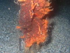 Schizoporella errata