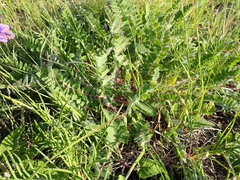 Astragalus dasyanthus