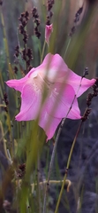 Gladiolus meridionalis