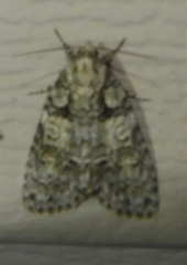 Acronicta increta