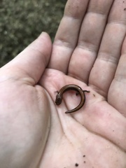 Plethodon serratus