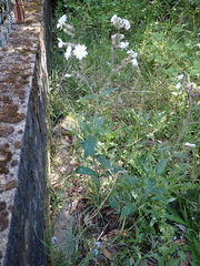 Silene latifolia