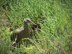 Rallus obsoletus levipes