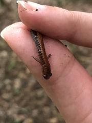Plethodon serratus