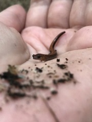 Plethodon serratus
