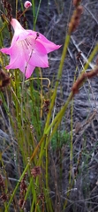 Gladiolus meridionalis