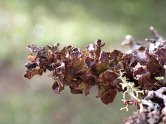 Tuckermanopsis platyphylla