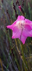 Gladiolus meridionalis