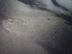 Scophthalmus rhombus