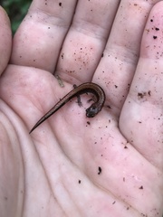 Plethodon serratus