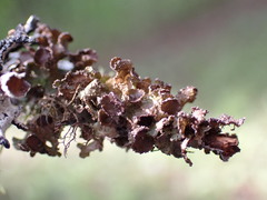 Tuckermanopsis platyphylla