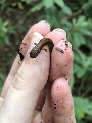 Plethodon serratus