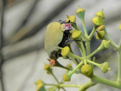 Hologymnetis cinerea