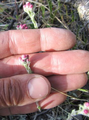 Antennaria rosea rosea