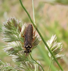 Acantholyda posticalis