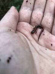Plethodon serratus
