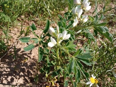 Lupinus albus