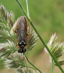 Acantholyda posticalis