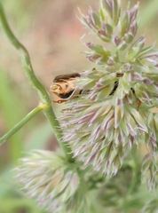 Acantholyda posticalis