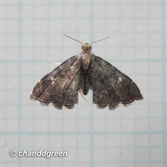 Drosophantis caeruleata