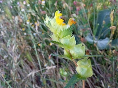 Rhinanthus pumilus