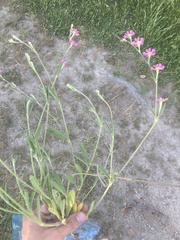 Silene scabriflora