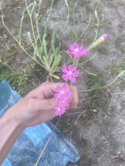 Silene scabriflora