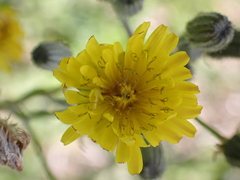 Crepis