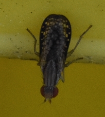 Trypetoptera canadensis