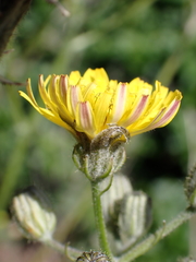 Crepis