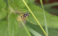 Chrysotoxum cautum
