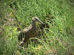 Rallus obsoletus levipes