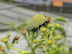 Hologymnetis cinerea